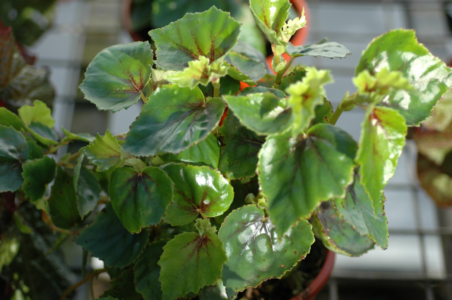 B. ‘Ivy Ever’